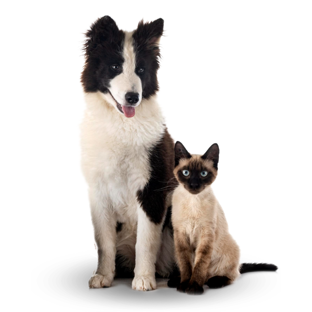 Plan Preventivo Veterinario Pontevedra