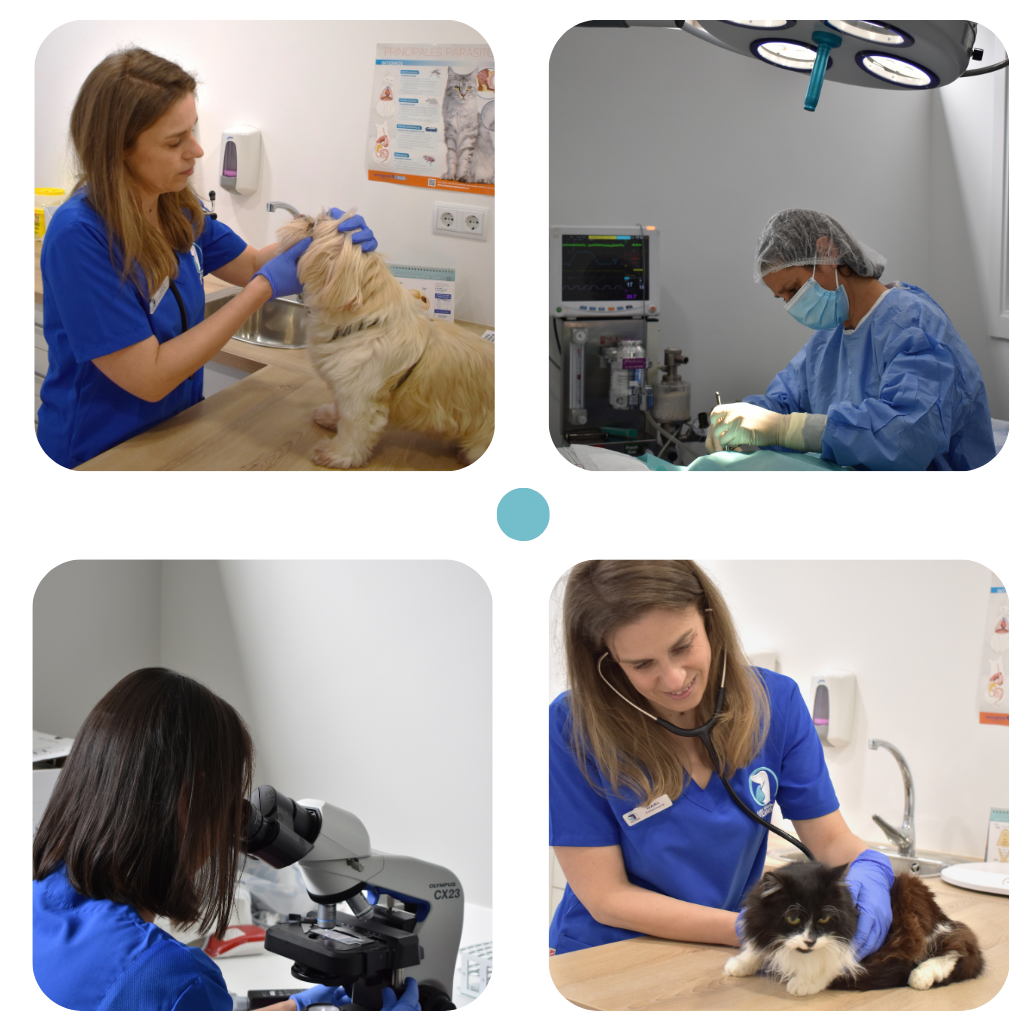 Centro Veterinario Pontevedra